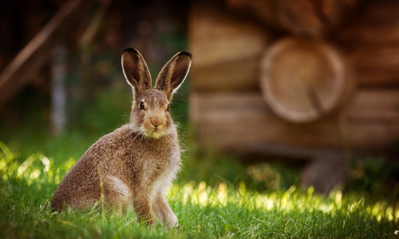 Обои трава, природа, фон, кролик, животное, заяц, grass, nature, background, rabbit, animal, hare разрешение 2047x1085 Загрузить