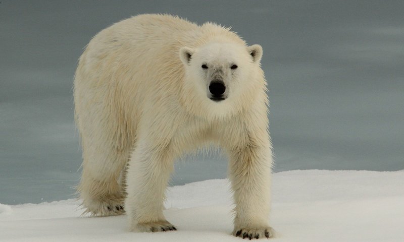 Обои животные, полярный медведь, медведь, белый медведь, animals, polar bear, bear разрешение 2880x1920 Загрузить