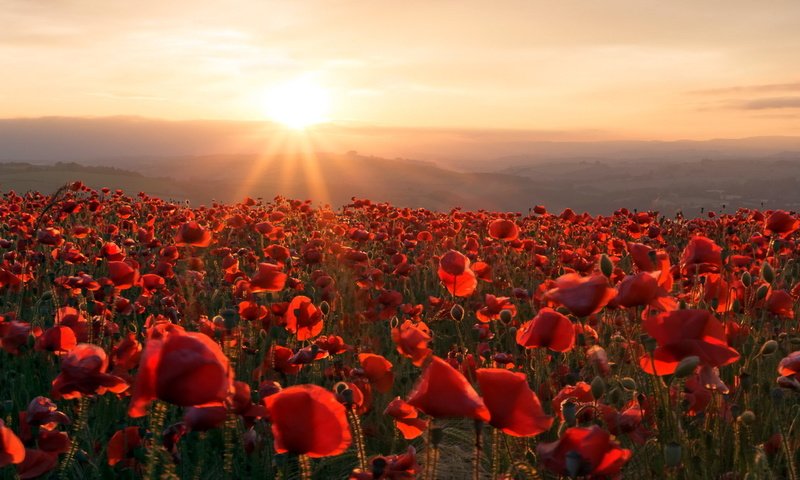 Обои цветы, горы, солнце, закат, поле, маки, flowers, mountains, the sun, sunset, field, maki разрешение 1920x1080 Загрузить