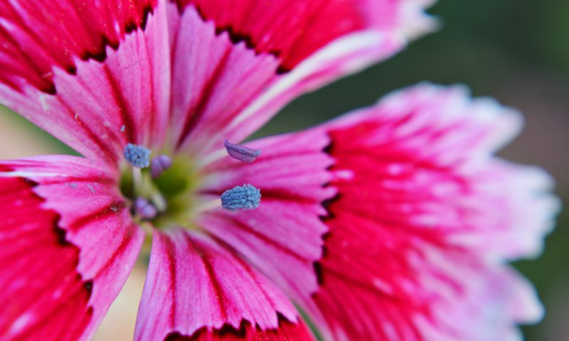 Обои макро, цветок, лепестки, гвоздика, macro, flower, petals, carnation разрешение 2048x1362 Загрузить