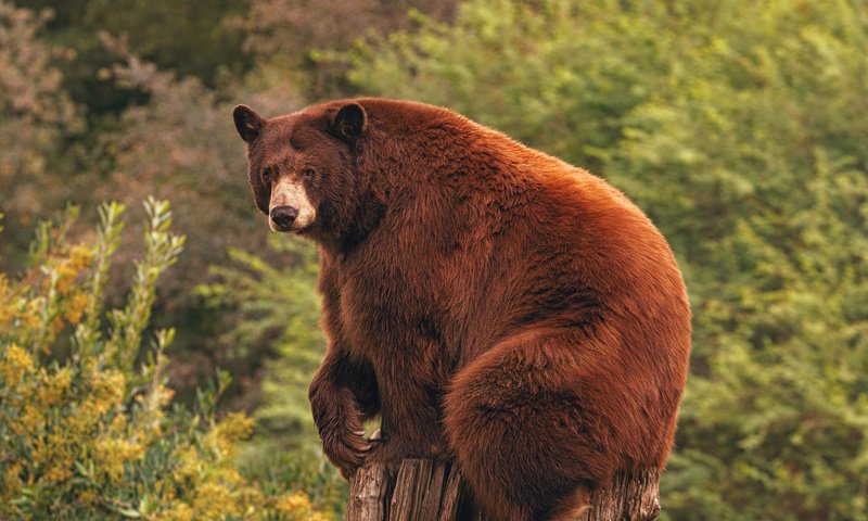 Обои природа, лес, медведь, пень, барибал, nature, forest, bear, stump, baribal разрешение 2048x1365 Загрузить