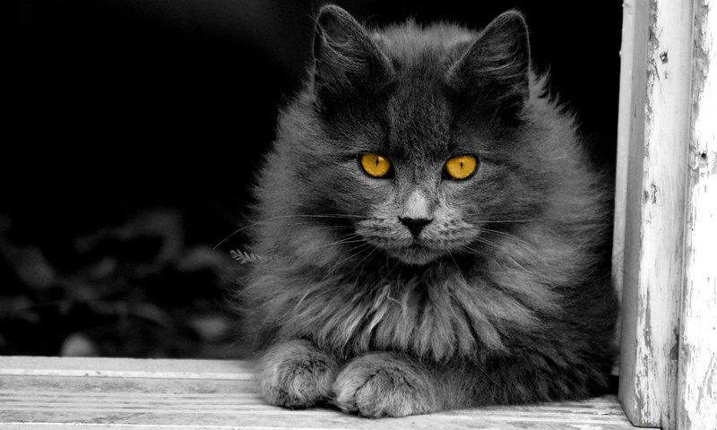 Обои кот, кошка, пушистый, серый, окно, желтые глаза, cat, fluffy, grey, window, yellow eyes разрешение 1920x1200 Загрузить