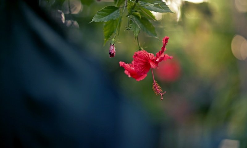 Обои природа, цветок, лепестки, красный, боке, гибискус, nature, flower, petals, red, bokeh, hibiscus разрешение 2560x1707 Загрузить