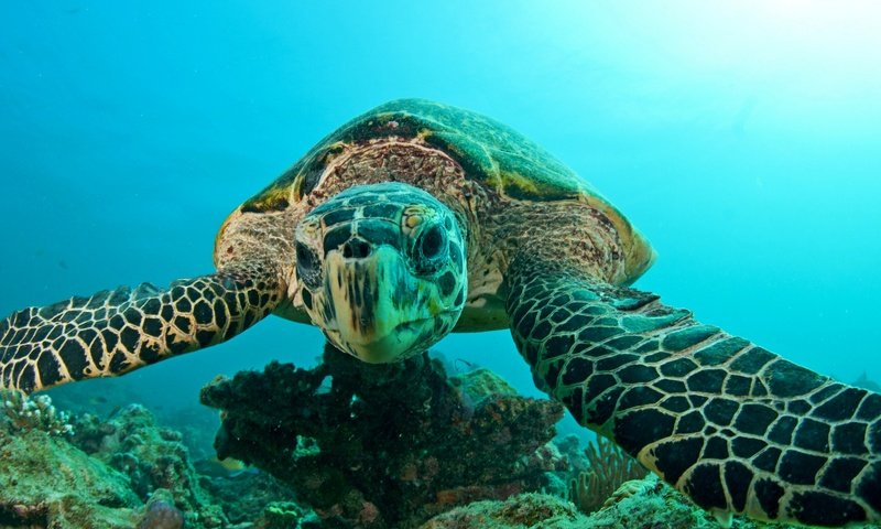 Обои вода, черепаха, плавание, подводный мир, water, turtle, swimming, underwater world разрешение 2048x1360 Загрузить