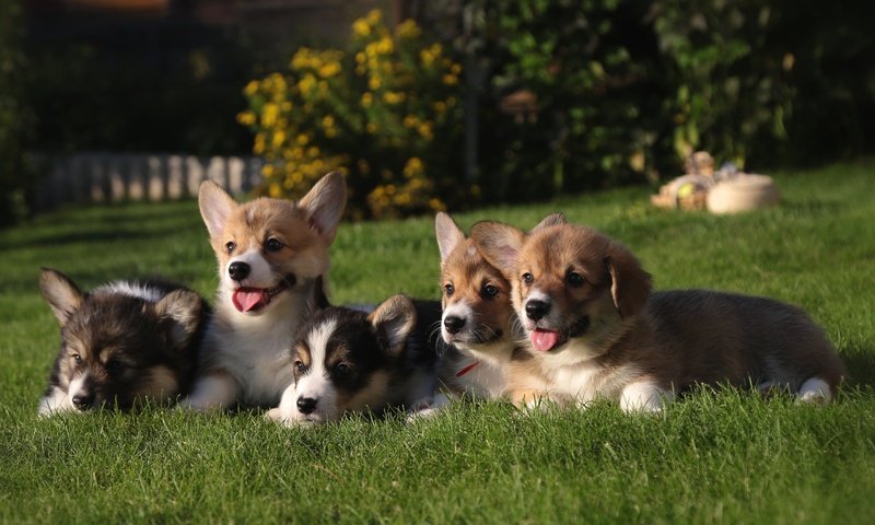 Обои трава, щенки, собаки, вельш-корги, grass, puppies, dogs, welsh corgi разрешение 2400x1435 Загрузить