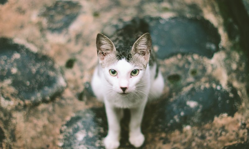 Обои глаза, кот, лапы, улица, уши, eyes, cat, paws, street, ears разрешение 3888x2592 Загрузить