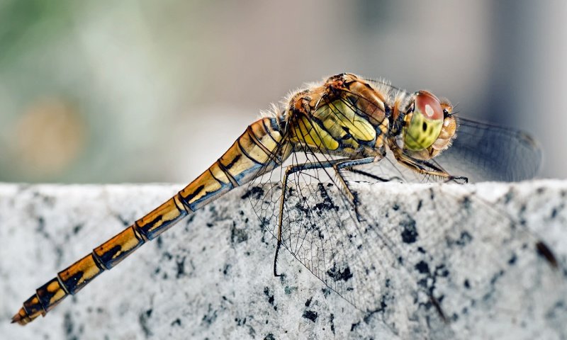 Обои насекомое, крылья, камень, ноги, стрекоза, мрамор, гранит, голова, insect, wings, stone, feet, dragonfly, marble, granite, head разрешение 3840x2128 Загрузить