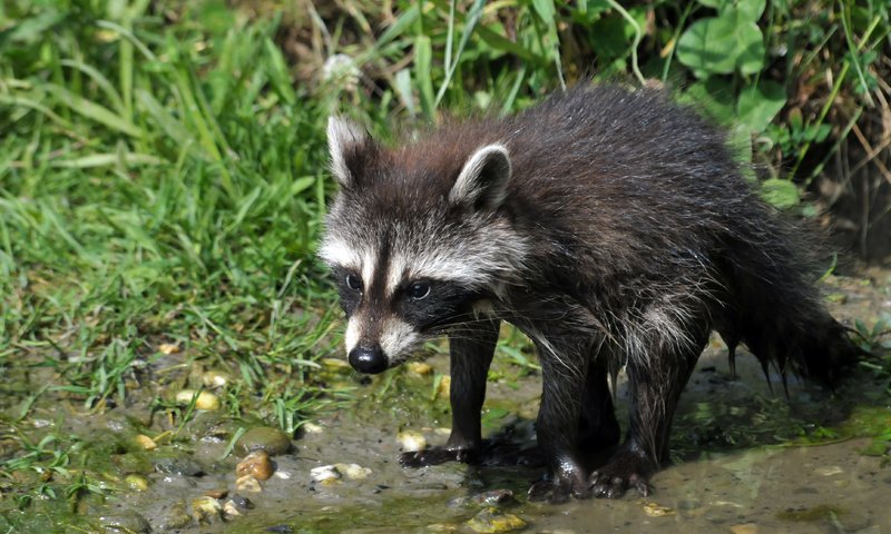 Обои трава, вода, камни, енот, детеныш, мокрый, grass, water, stones, raccoon, cub, wet разрешение 4288x2848 Загрузить