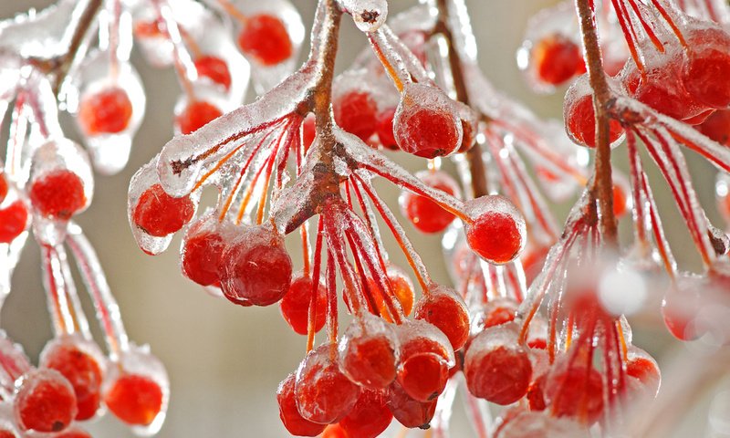 Обои ветки, ягода, лёд, плоды, калина, branches, berry, ice, fruit, kalina разрешение 2560x1600 Загрузить