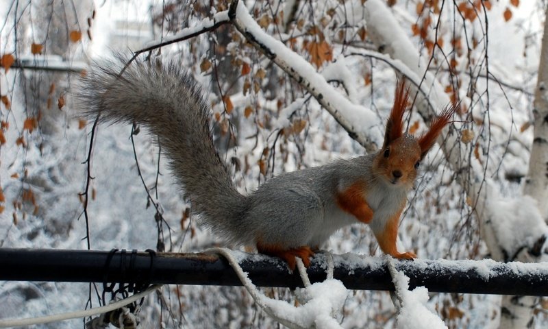 Обои снег, зима, животные, белки, ветками, squirrels, филиалы, животно е, snow, winter, animals, proteins, branches разрешение 1920x1200 Загрузить