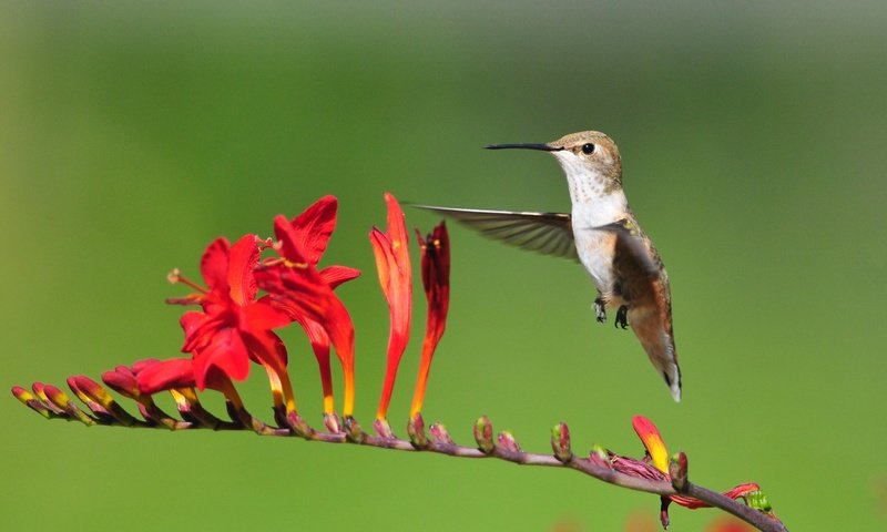 Обои цветы, полет, птица, колибри, flowers, flight, bird, hummingbird разрешение 3187x1793 Загрузить