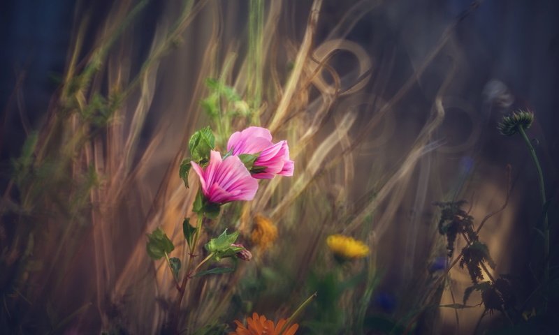 Обои цветы, природа, фон, поле, размытость, луг, полевые цветы, flowers, nature, background, field, blur, meadow, wildflowers разрешение 2047x1255 Загрузить