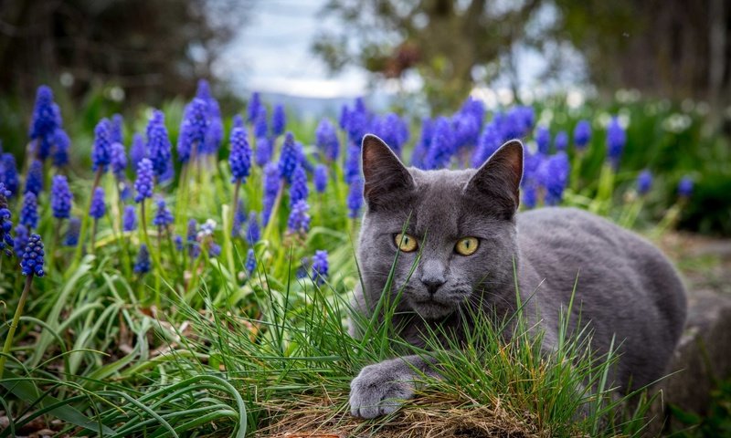 Обои глаза, цветы, трава, кот, eyes, flowers, grass, cat разрешение 2880x2057 Загрузить