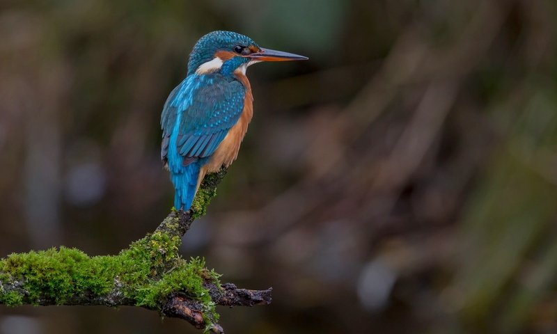 Обои ветка, птица, мох, зимородок, branch, bird, moss, kingfisher разрешение 2048x1365 Загрузить