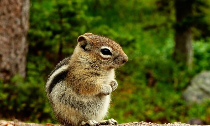 Обои природа, животное, зверек, бурундук, грызун, nature, animal, chipmunk, rodent разрешение 2880x2160 Загрузить