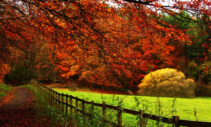 Обои дорога, деревья, пейзаж, осень, road, trees, landscape, autumn разрешение 5184x3456 Загрузить