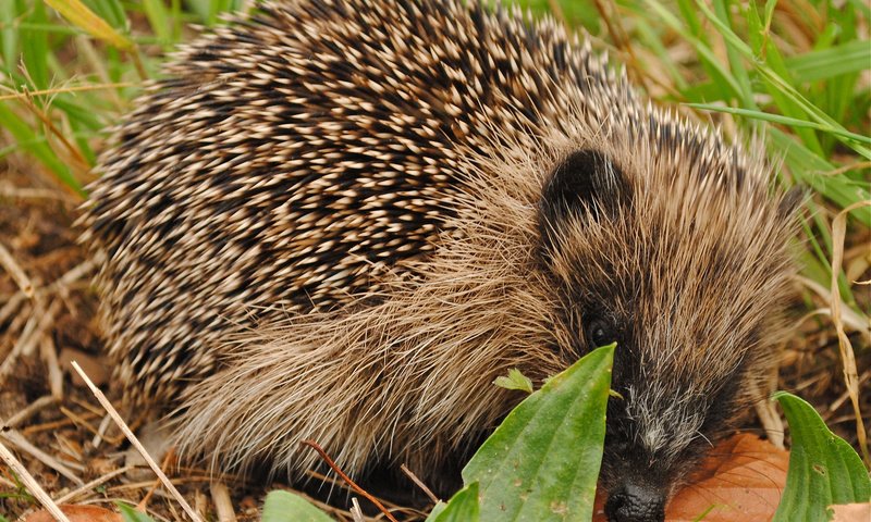 Обои морда, природа, колючки, ежик, еж, face, nature, barb, hedgehog разрешение 2048x1467 Загрузить