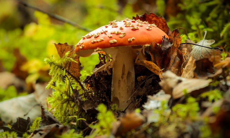 Обои природа, осень, гриб, мухомор, nature, autumn, mushroom разрешение 4272x2478 Загрузить