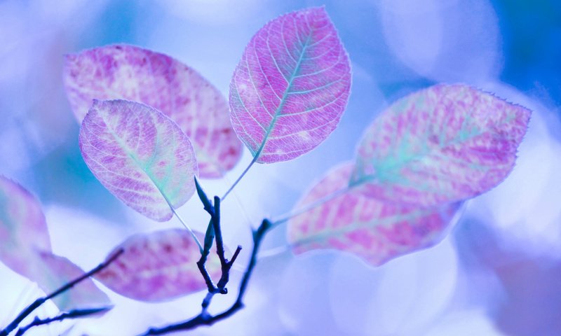 Обои ветка, листья, голубой фон, branch, leaves, blue background разрешение 1920x1200 Загрузить