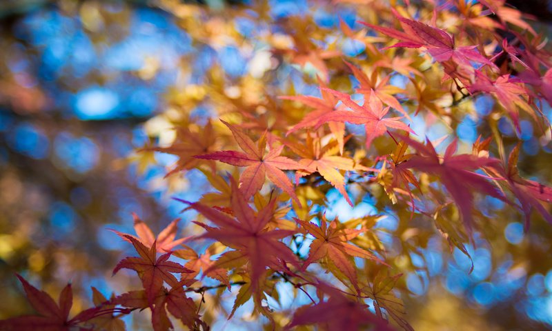 Обои небо, листья, макро, ветки, осень, клен, the sky, leaves, macro, branches, autumn, maple разрешение 2048x1356 Загрузить