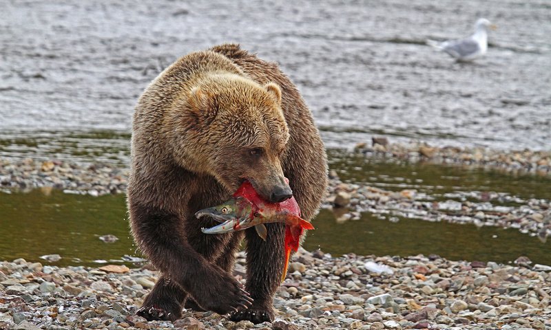 Обои река, природа, медведь, хищник, рыба, river, nature, bear, predator, fish разрешение 2048x1251 Загрузить