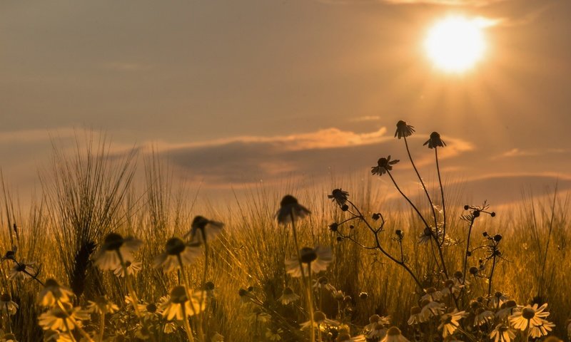 Обои закат, поле, ромашки, sunset, field, chamomile разрешение 5184x3218 Загрузить