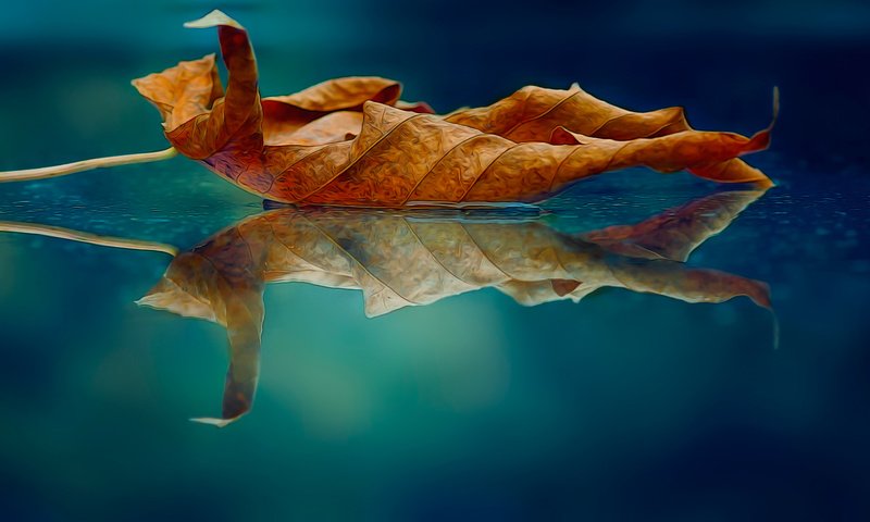 Обои макро, отражение, осень, лист, macro, reflection, autumn, sheet разрешение 2048x1170 Загрузить