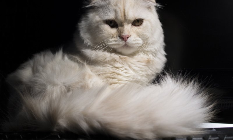 Обои кошка, взгляд, хвост, скоттиш-фолд, шотландская вислоухая кошка, cat, look, tail, scottish fold, scottish fold cat разрешение 3637x2558 Загрузить