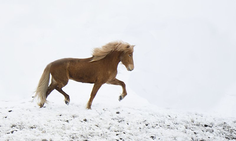 Обои лошадь, снег, зима, ветер, ходьба, horse, snow, winter, the wind, walking разрешение 3348x2376 Загрузить