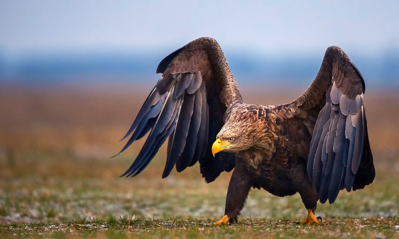 Обои природа, крылья, орел, птица, nature, wings, eagle, bird разрешение 2048x1366 Загрузить