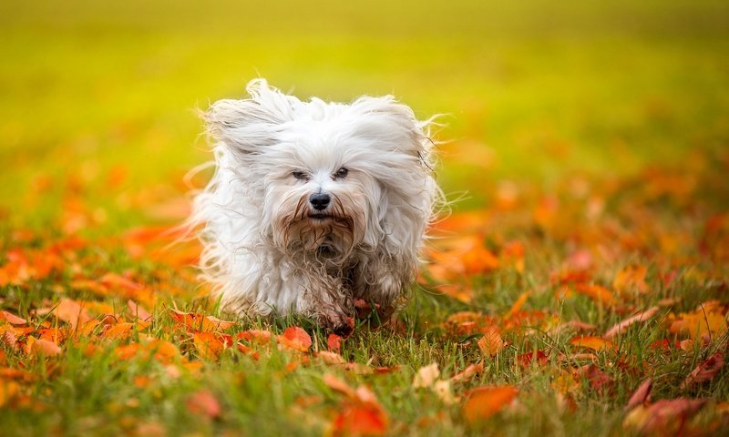 Обои листья, осень, собака, гаванский бишон, лохматая, leaves, autumn, dog, the havanese, shaggy разрешение 2048x1239 Загрузить