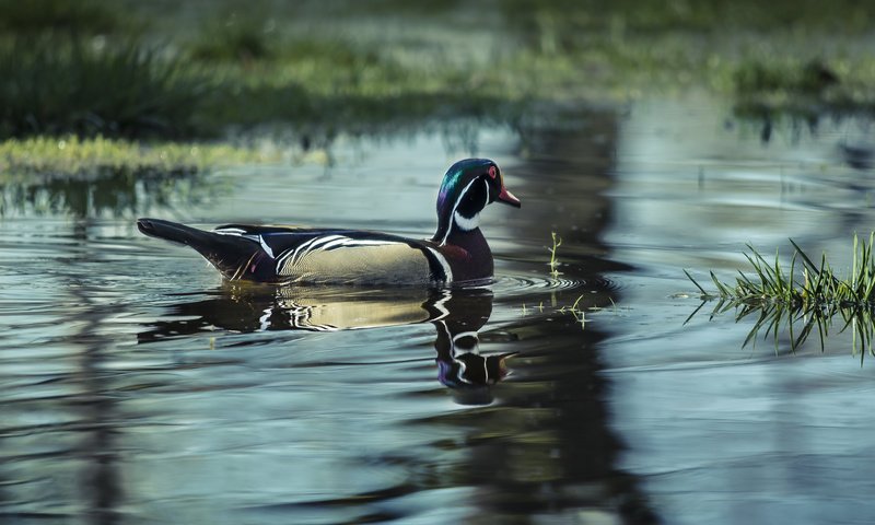 Обои вода, озеро, птица, утка, water, lake, bird, duck разрешение 2048x1339 Загрузить