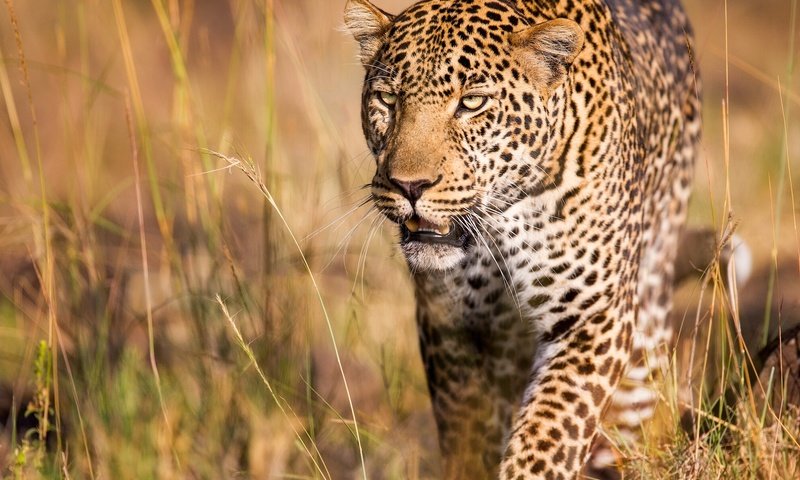 Обои леопард, хищник, дикая кошка, leopard, predator, wild cat разрешение 2000x1414 Загрузить