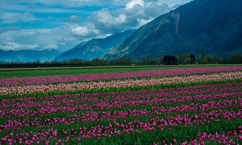 Обои небо, цветы, облака, горы, снег, природа, пейзаж, тюльпаны, the sky, flowers, clouds, mountains, snow, nature, landscape, tulips разрешение 2048x1367 Загрузить