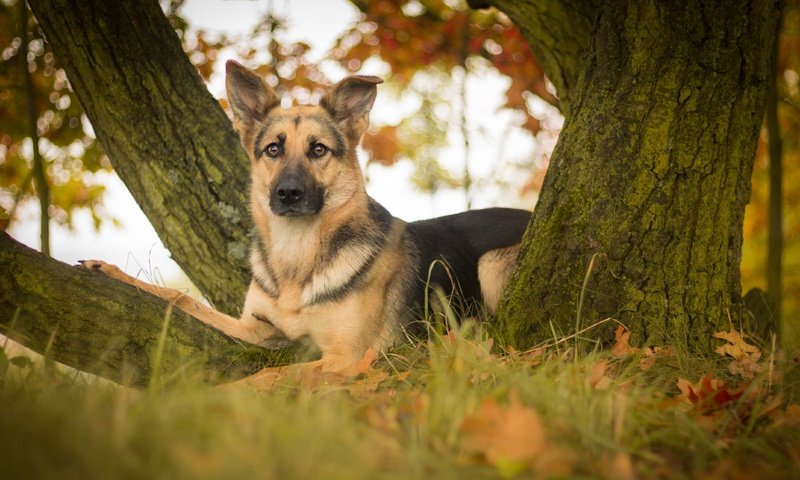 Обои дерево, листья, взгляд, собака, немецкая овчарка, овчарка, tree, leaves, look, dog, german shepherd, shepherd разрешение 4272x2610 Загрузить