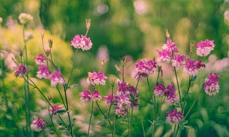 Обои цветы, бутоны, листья, стебли, боке, водосбор, flowers, buds, leaves, stems, bokeh, the catchment разрешение 2048x1365 Загрузить