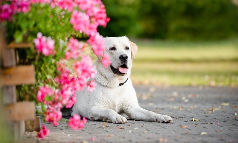 Обои цветы, портрет, собака, flowers, portrait, dog разрешение 2880x1923 Загрузить