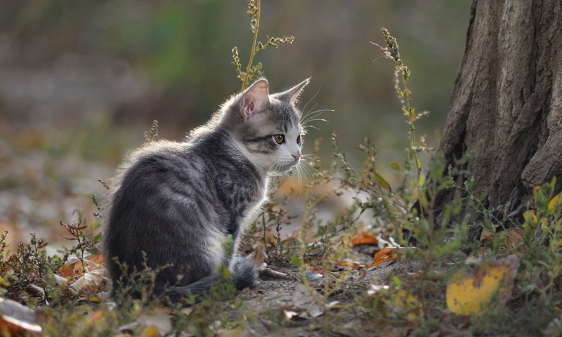 Обои фон, кошка, взгляд, котенок, background, cat, look, kitty разрешение 2560x1600 Загрузить