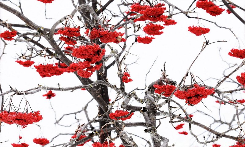 Обои природа, зима, ветки, ягоды, рябина, nature, winter, branches, berries, rowan разрешение 1920x1265 Загрузить