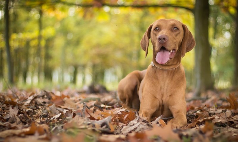 Обои листья, осень, собака, язык, боке, выжла, leaves, autumn, dog, language, bokeh, vizslas разрешение 3805x2325 Загрузить