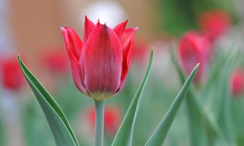 Обои цветы, природа, листья, лепестки, красные, тюльпаны, flowers, nature, leaves, petals, red, tulips разрешение 2048x1315 Загрузить