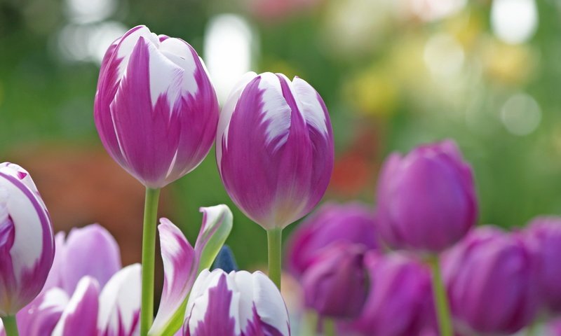 Обои цветы, природа, фон, тюльпаны, flowers, nature, background, tulips разрешение 1920x1200 Загрузить