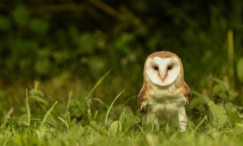 Обои глаза, трава, сова, взгляд, птица, сипуха, eyes, grass, owl, look, bird, the barn owl разрешение 2048x1280 Загрузить