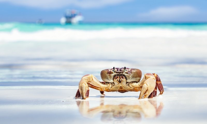 Обои волны, песок, пляж, краб, wave, sand, beach, crab разрешение 2048x1287 Загрузить