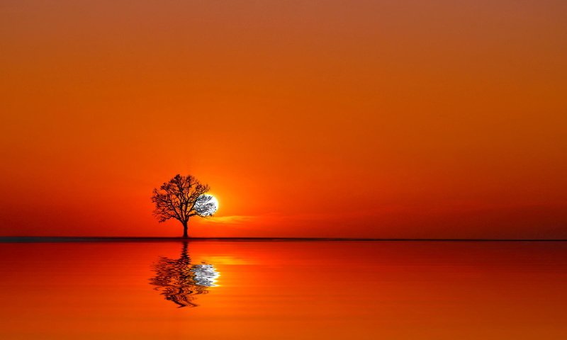 Обои вода, дерево, закат, отражение, пейзаж, оранжевое небо, water, tree, sunset, reflection, landscape, orange sky разрешение 2048x1335 Загрузить