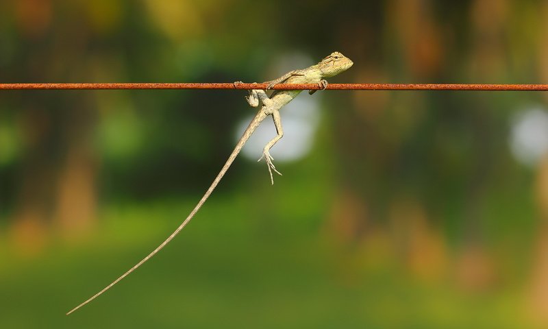 Обои природа, фон, ящерица, nature, background, lizard разрешение 1920x1200 Загрузить