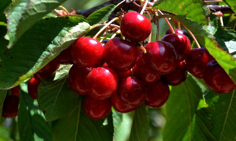 Обои дерево, листья, ветки, черешня, ягоды, вишня, tree, leaves, branches, cherry, berries разрешение 2048x1365 Загрузить