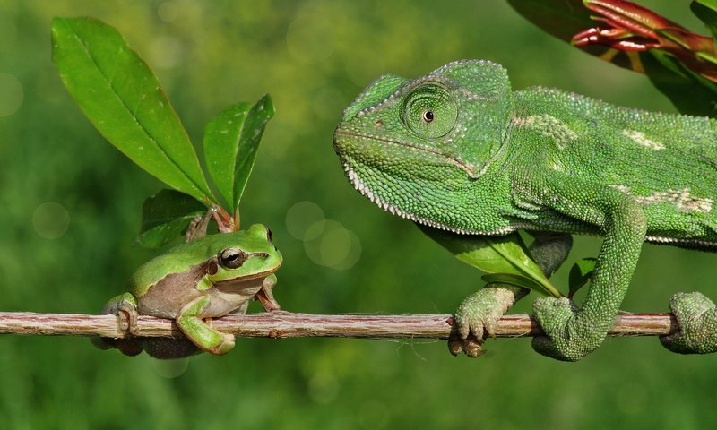 Обои ветка, лягушка, хамелеон, branch, frog, chameleon разрешение 2048x1356 Загрузить