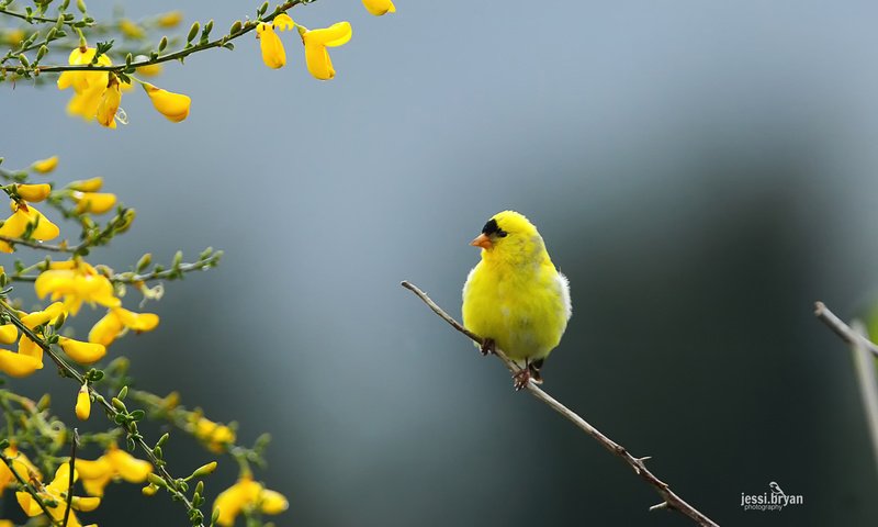 Обои ветка, природа, птица, щегол, carduelis tristis, branch, nature, bird, goldfinch разрешение 1920x1200 Загрузить