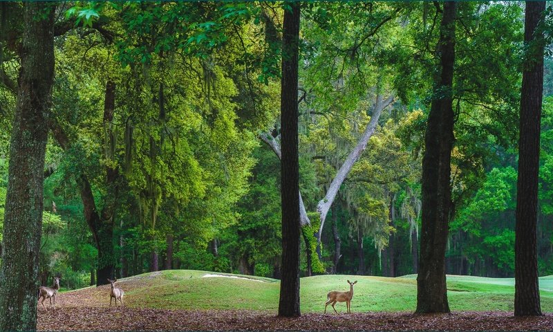 Обои деревья, холмы, пейзаж, парк, олени, trees, hills, landscape, park, deer разрешение 2724x1606 Загрузить